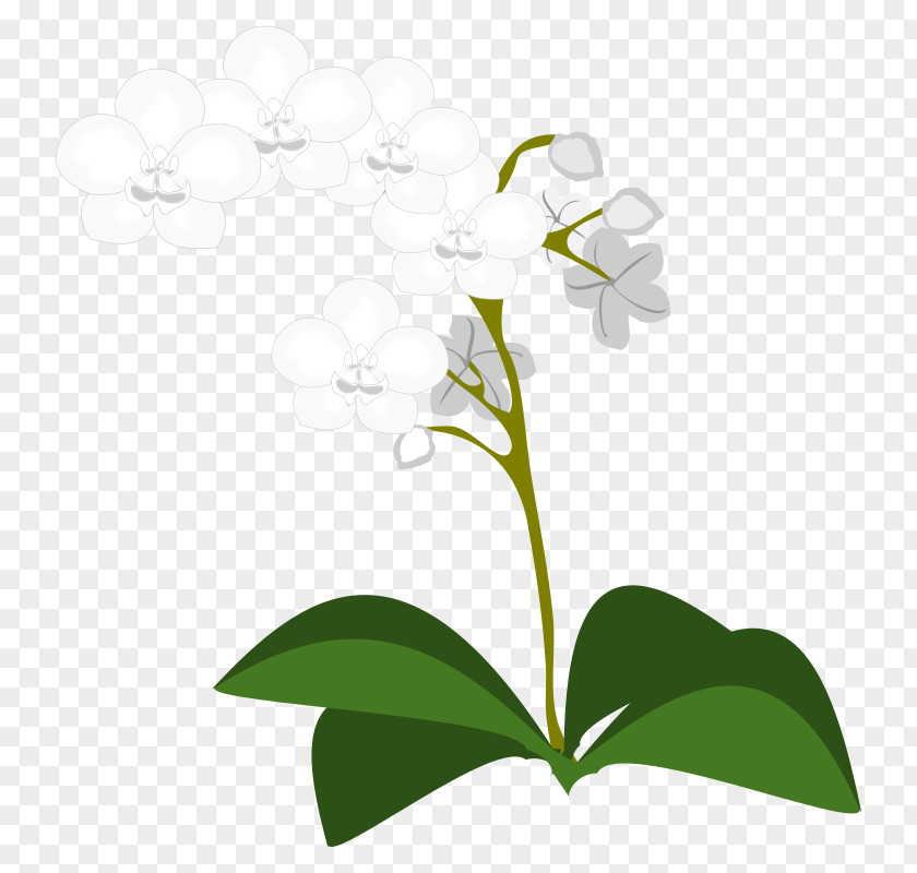 Moth Orchids Clip Art PNG