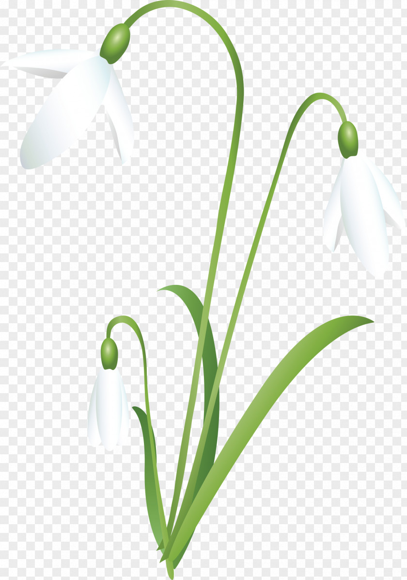 Snowdrop Flower Petal Clip Art PNG