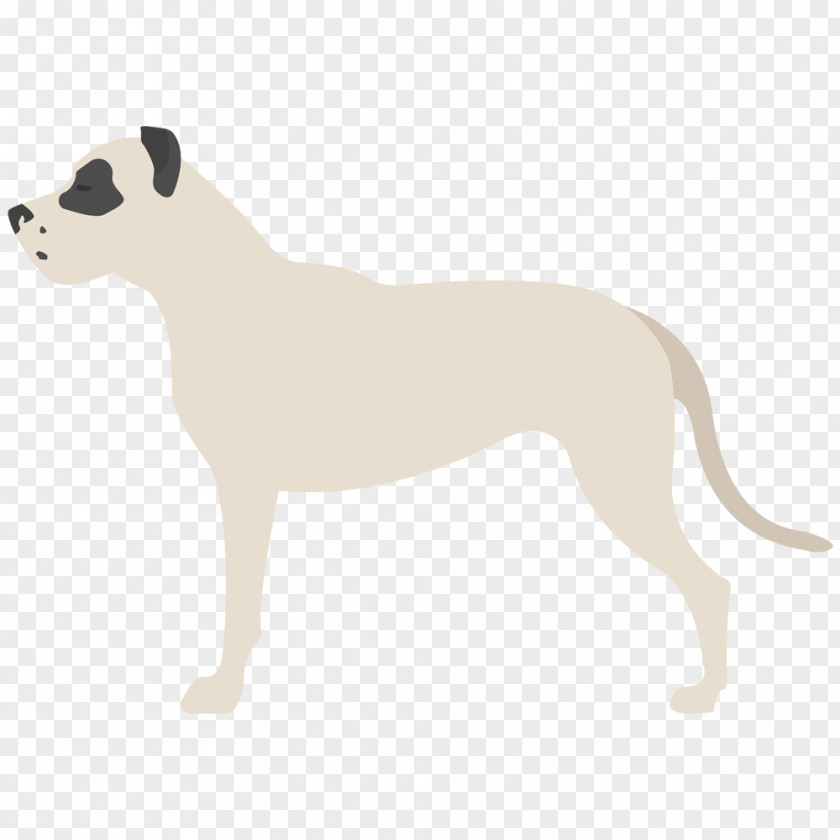 Dogo Argentino Great Dane Italian Greyhound Whippet Puppy Dog Breed PNG