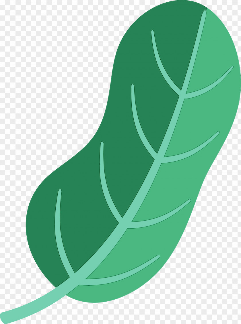 Leaf Green Shoe Plants Plant Structure PNG