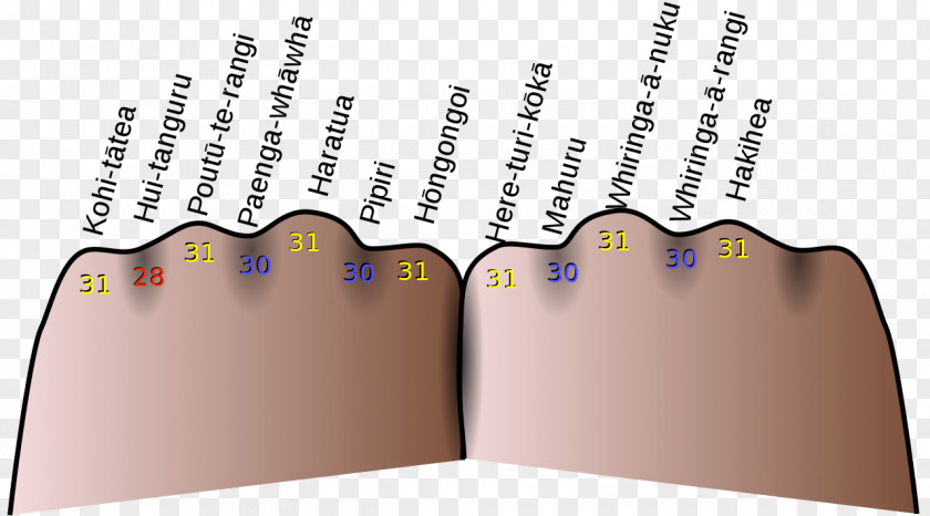 Months Knuckle Mnemonic Gregorian Calendar Month PNG