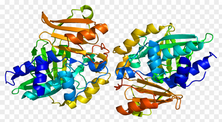 N-acetyltransferase 2 1 Enzyme PNG