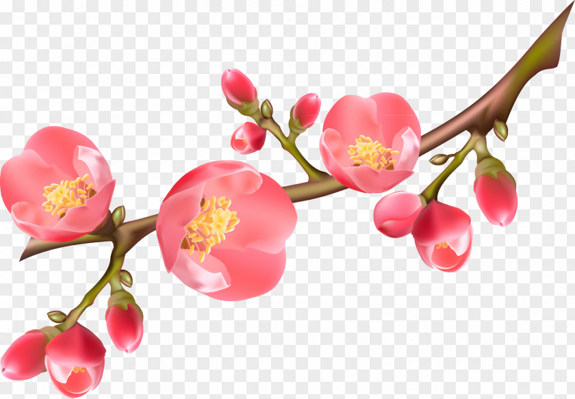 Spring Flowering Quince Royalty-free Clip Art PNG