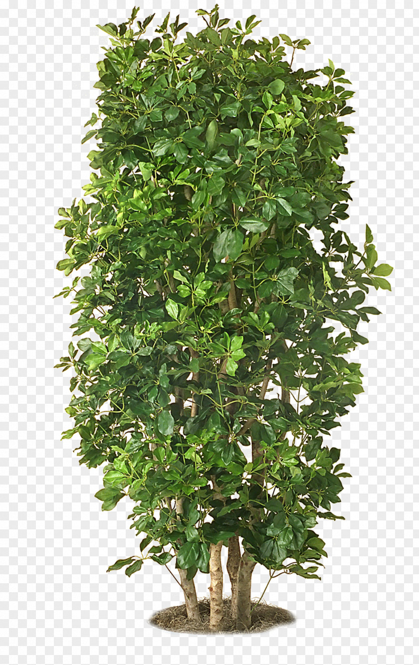 Trees PNG clipart PNG