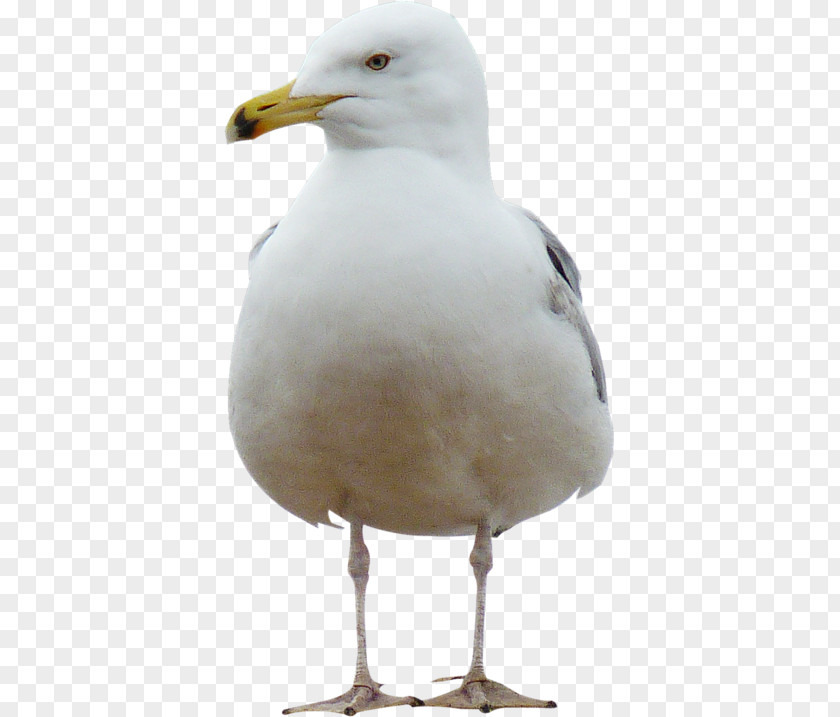 Bird Large White-headed Gulls Clip Art PNG