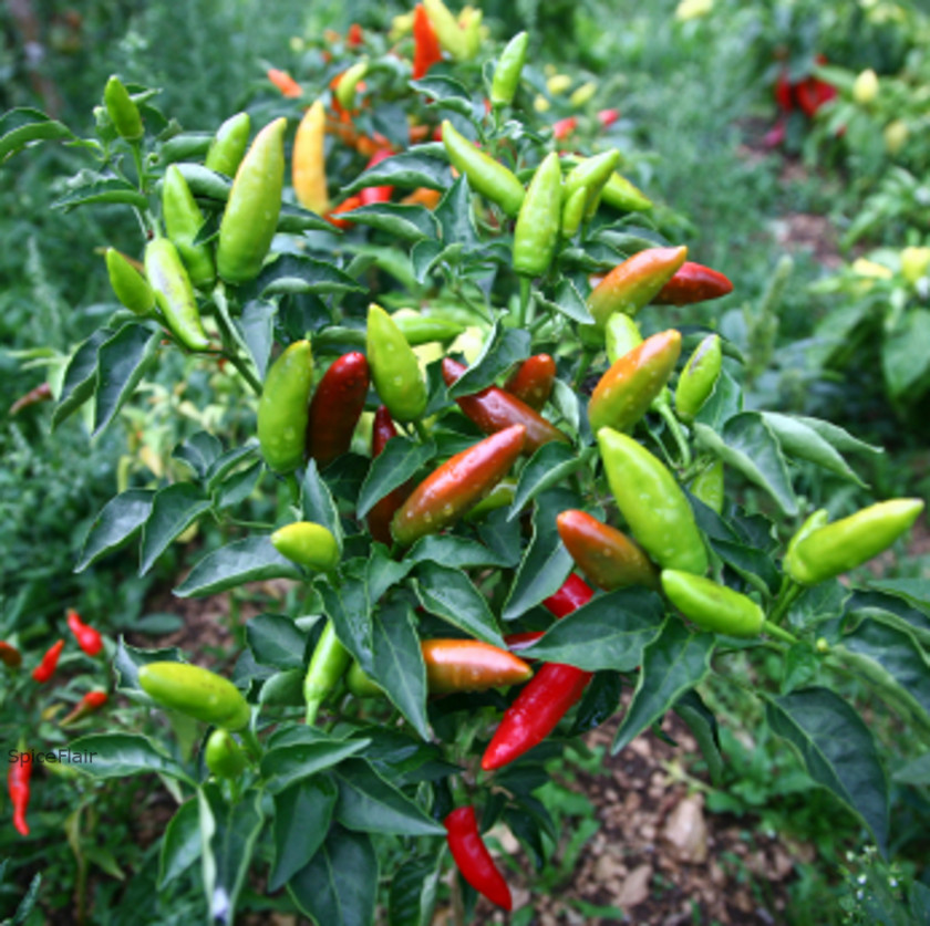 Black Pepper Bell Bird's Eye Chili Pungency Spice PNG