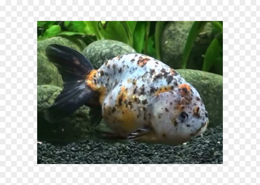 Fish Ranchu Ryukin Lionhead Common Goldfish Veiltail PNG