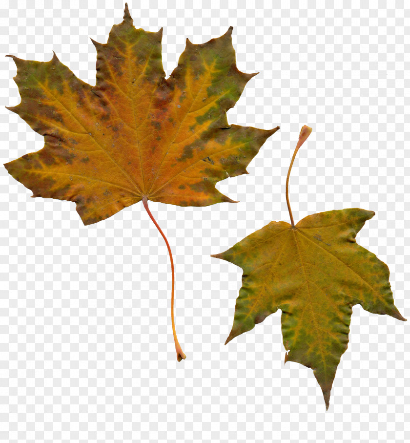 Folha Maple Leaf Autumn PNG
