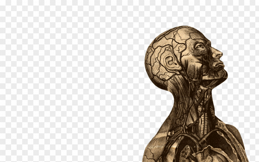 Human Anatomy Desktop Wallpaper Myotome PNG