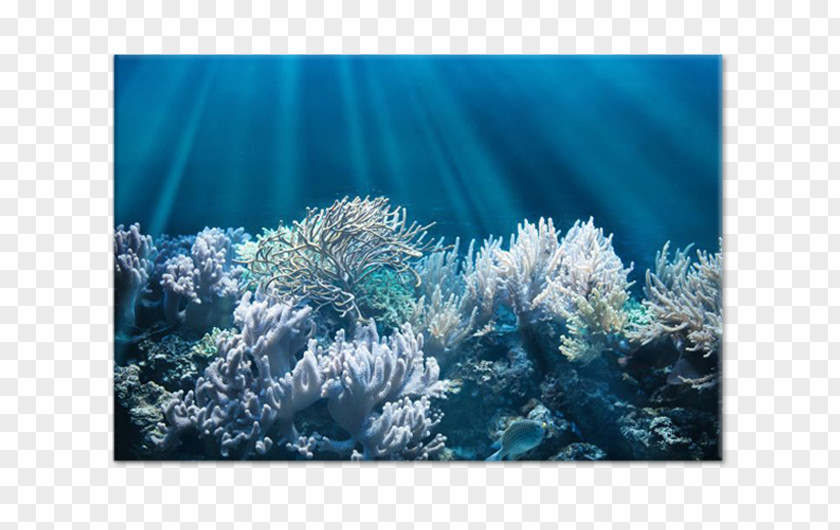 Sea Jellyfish Coral Reef Underwater Red PNG