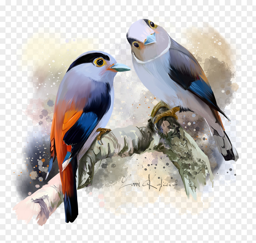 Bird Silver-breasted Broadbill Stock Photography Illustration PNG