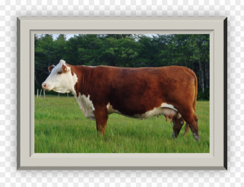 Bull Dairy Cattle Calf Pasture PNG