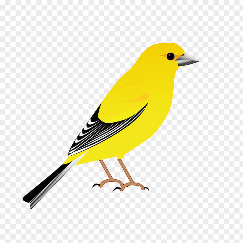 Feather PNG