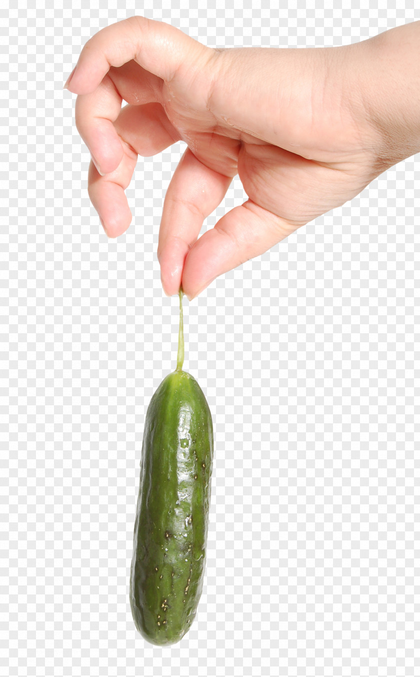 Hand Holding Cucumber Vegetable Fruit Cat PNG