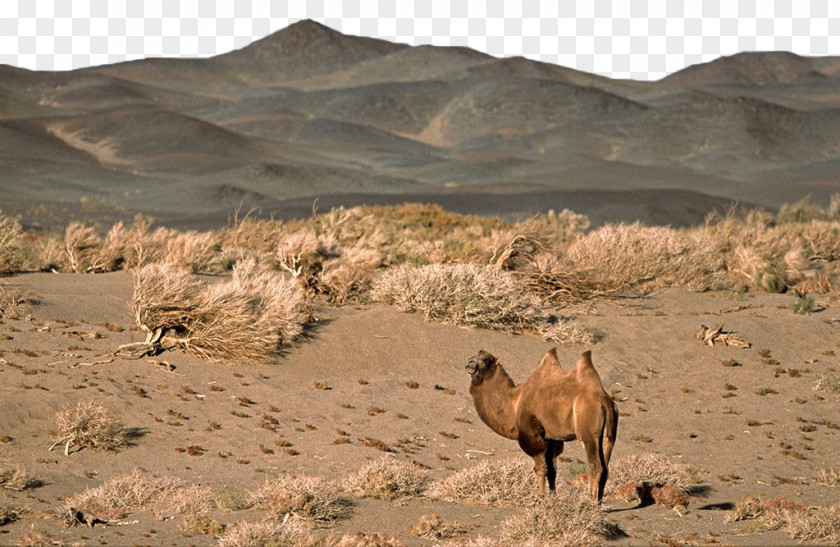 Prairie On The Camel Gobi Desert Bactrian Dromedary Lop Nur Taklamakan PNG