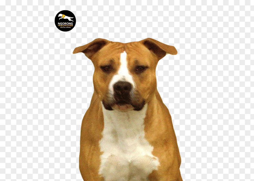 American Staffordshire Terrier Pit Bull Dog Breed PNG