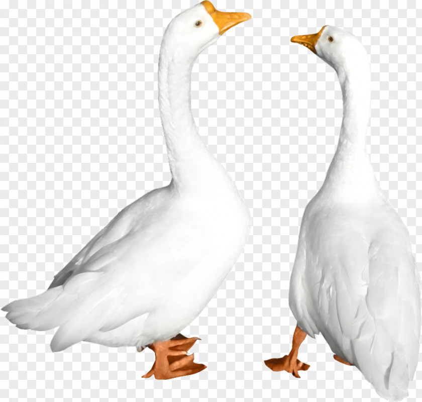 Animals Duck Goose Cygnini Bird PNG