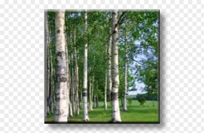 Betula Pendula Birch Russia Photography Broad-leaved Tree PNG