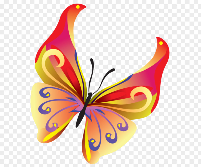 Butterfly Insect Vector Graphics Clip Art Image PNG