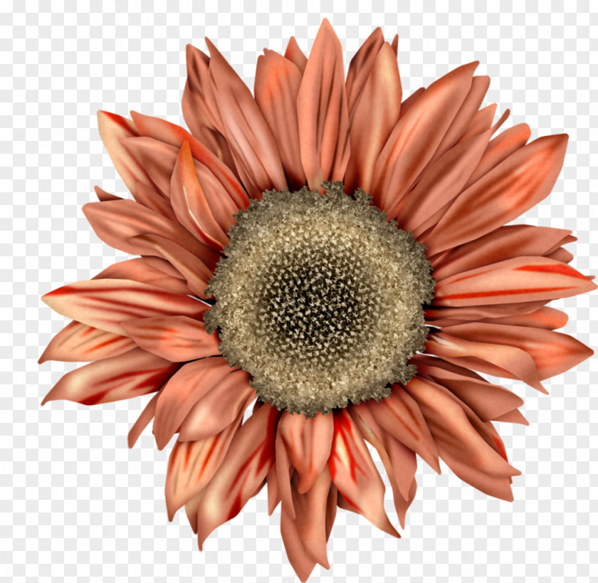 Common Sunflower Clip Art Image Illustration PNG