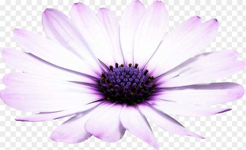 Flower Lilac Desktop Wallpaper Blog 新浪博客 PNG