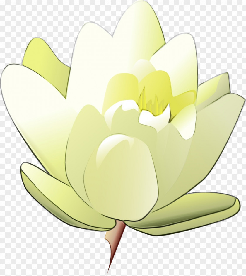 Magnolia Family Lily Flower Cartoon PNG