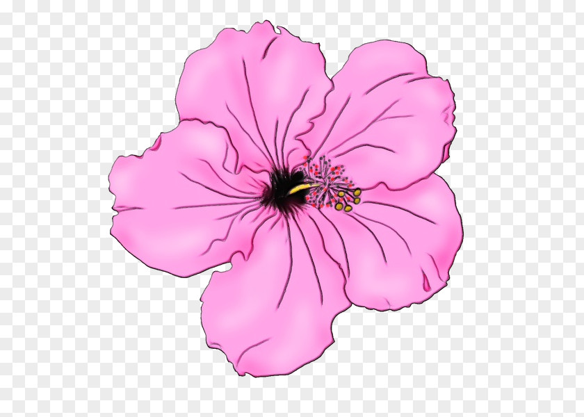 Petunia Mallows Pink Image Clip Art PNG