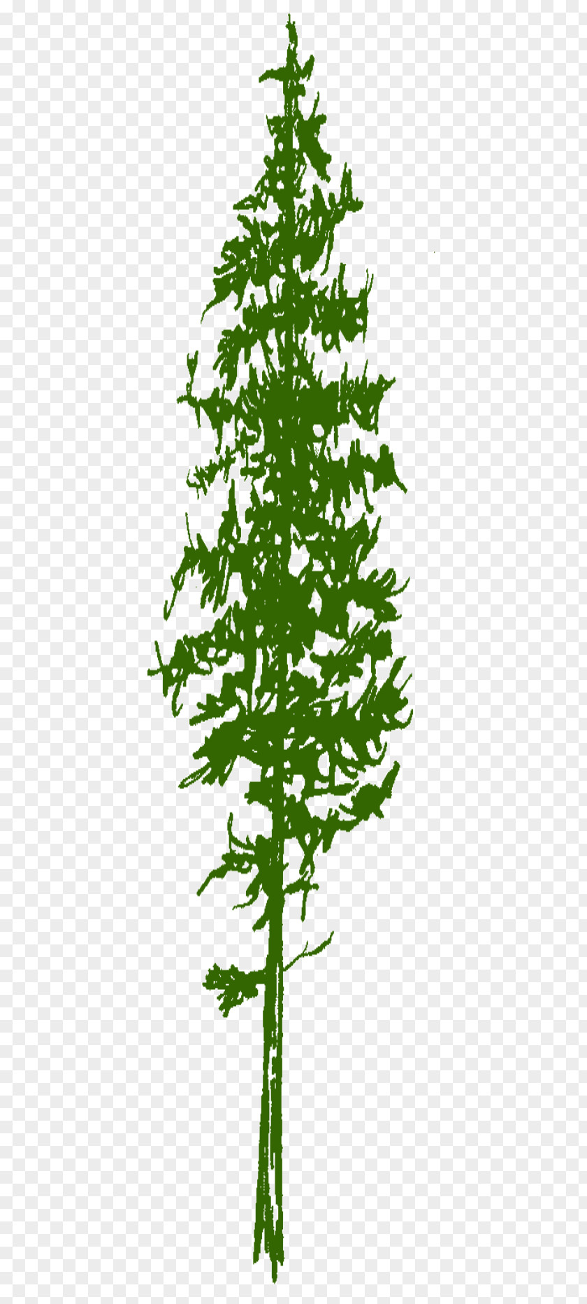 Scots Pine Spruce Fir Larch Twig PNG