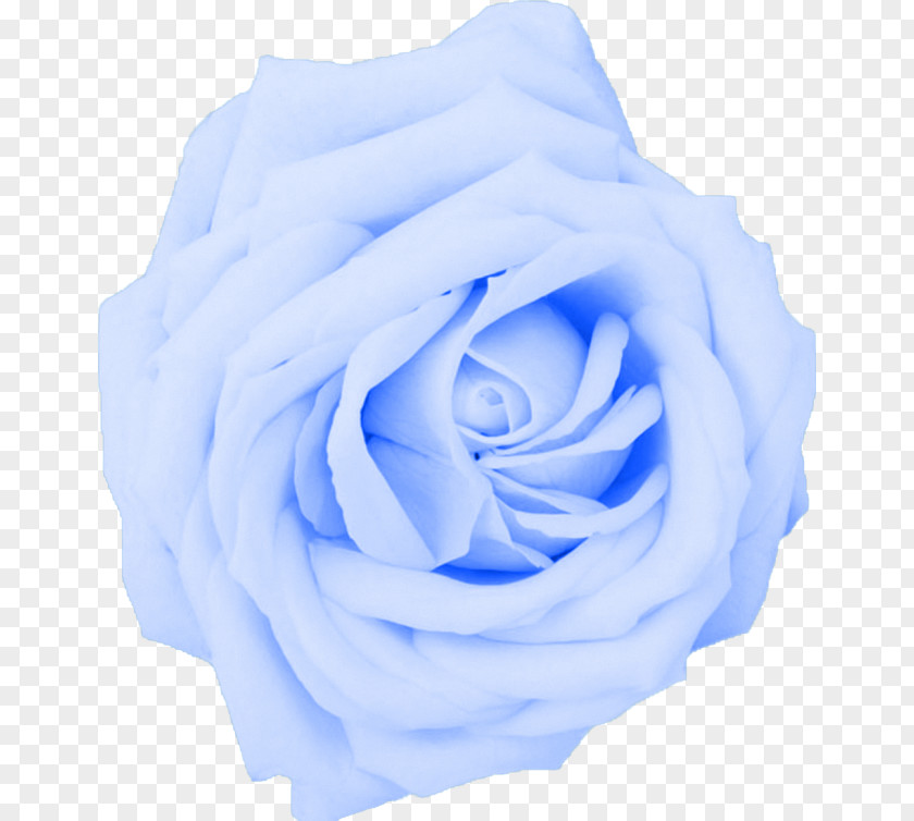 Blue Rose Desktop Wallpaper Flower 1080p High-definition Television PNG