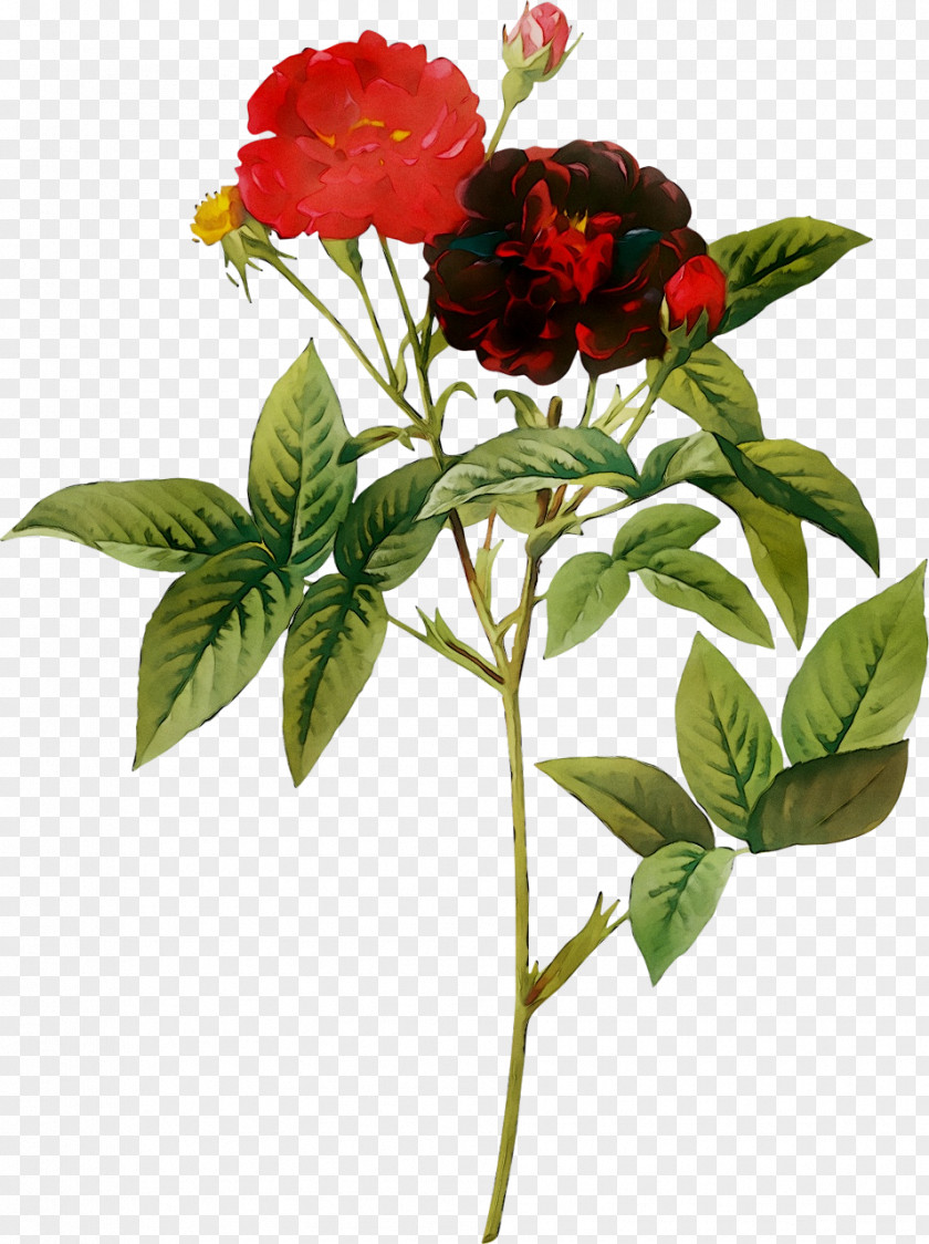 Choix Des Plus Belles Fleurs Redoute Roses Botanical Illustration Painting PNG