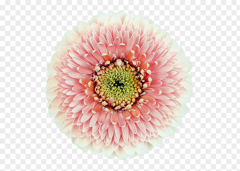 Chrysanthemum Transvaal Daisy Cut Flowers Floristry PNG
