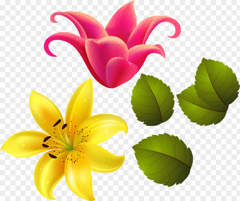 Gulou Vector Flower Lilium Gift Floral Design Petal PNG