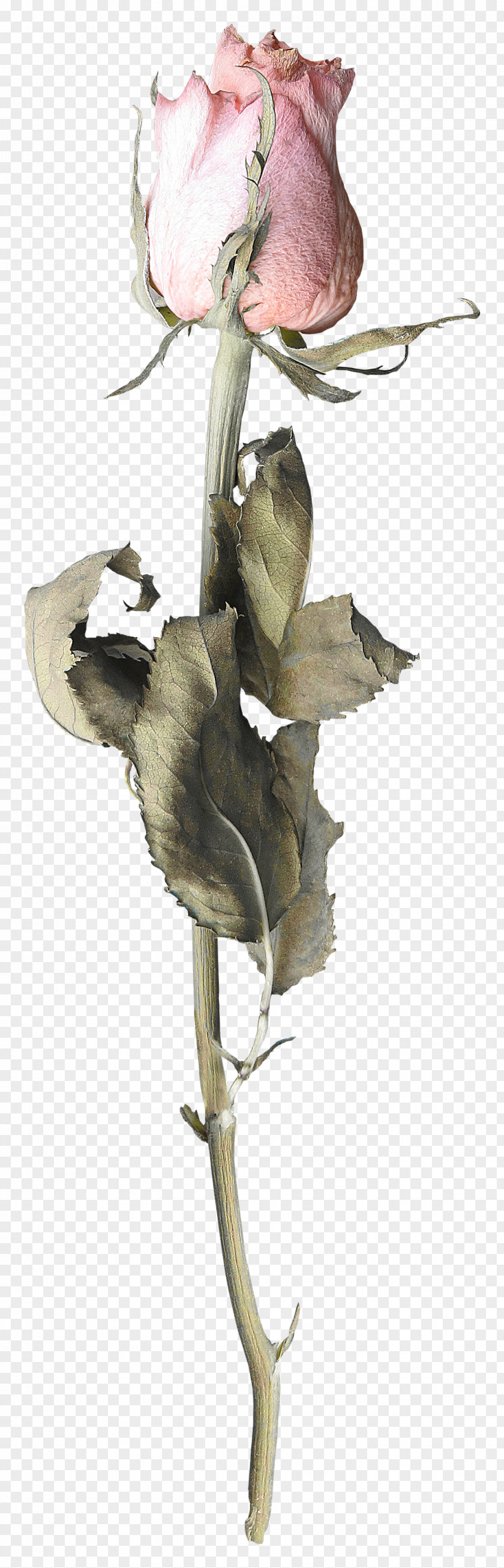 Herbarium Pennant Illustration Organism PNG