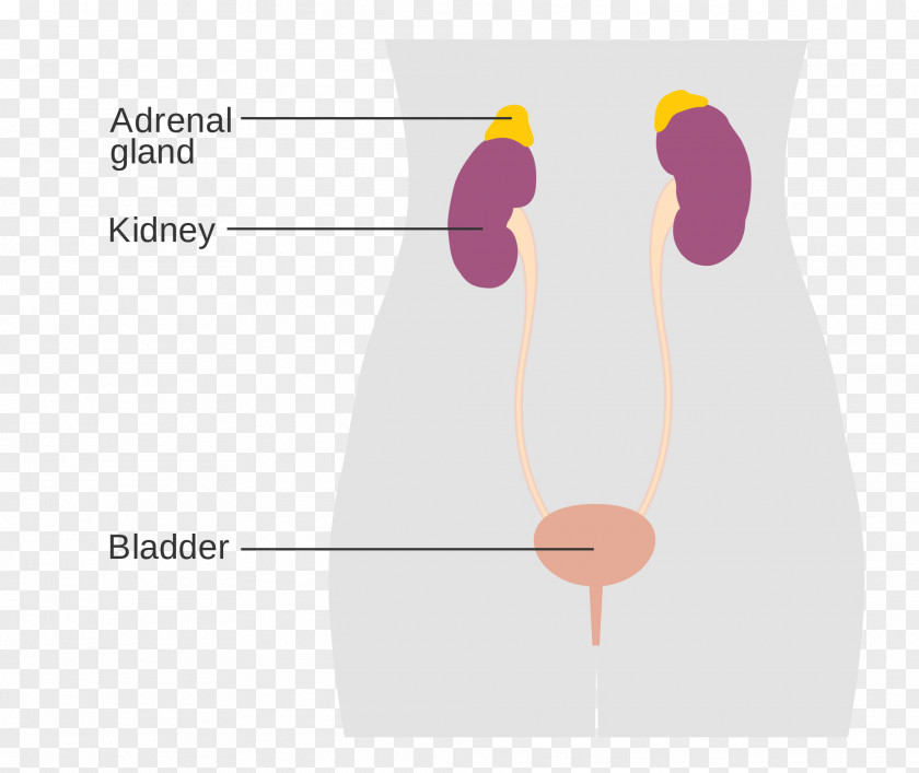 Hormone Secretion Excretory System Adrenal Gland Endocrine Male Diagram PNG