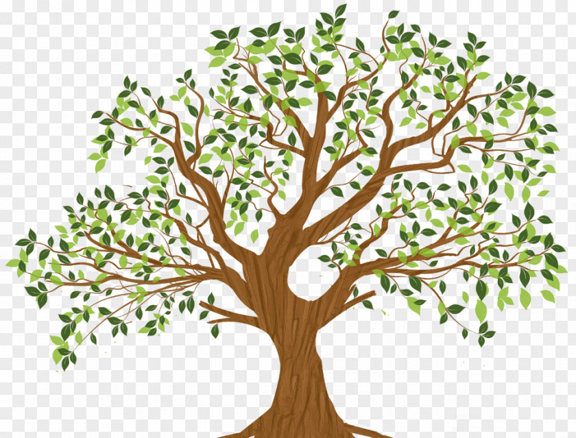 Tree Branch Root Leaf PNG