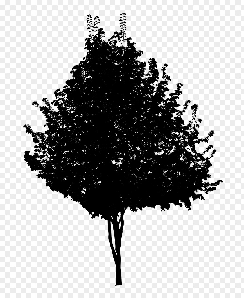Black Tree And White Branch PNG