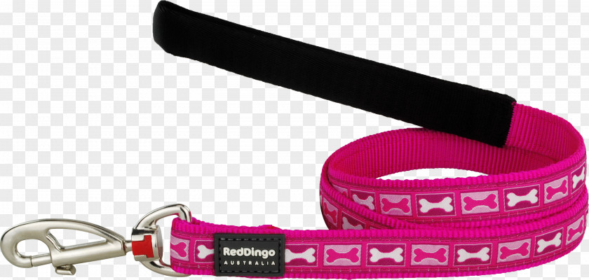 Dog Leash Collar Dingo PNG