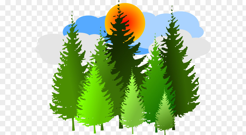 Green Forest Trees Clipart Temperate Coniferous Free Content Clip Art PNG