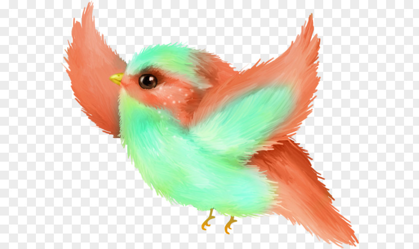 Parrot Songbird Bird PNG