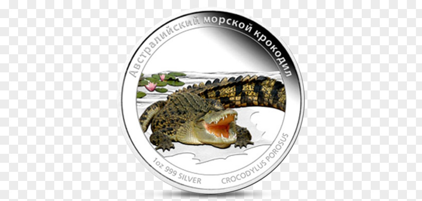 Saltwater Crocodile Reptile Animal Variation And Classification PNG