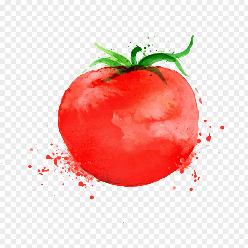 Watercolor Tomatoes Pizza Parmigiana Tomato Soup PNG