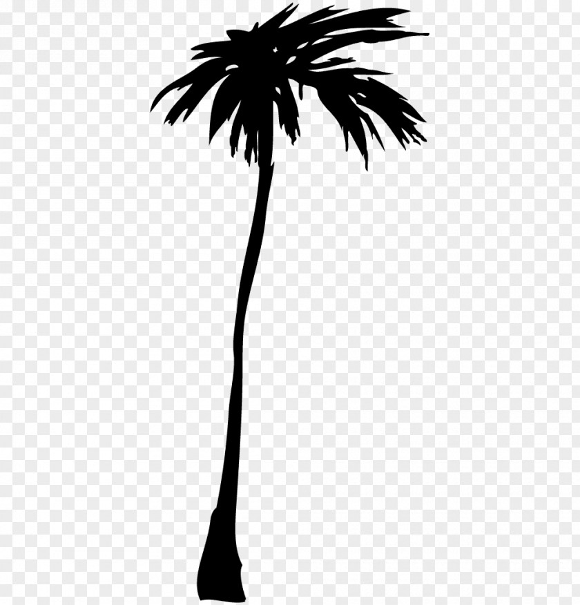 Asian Palmyra Palm Illustrator PNG