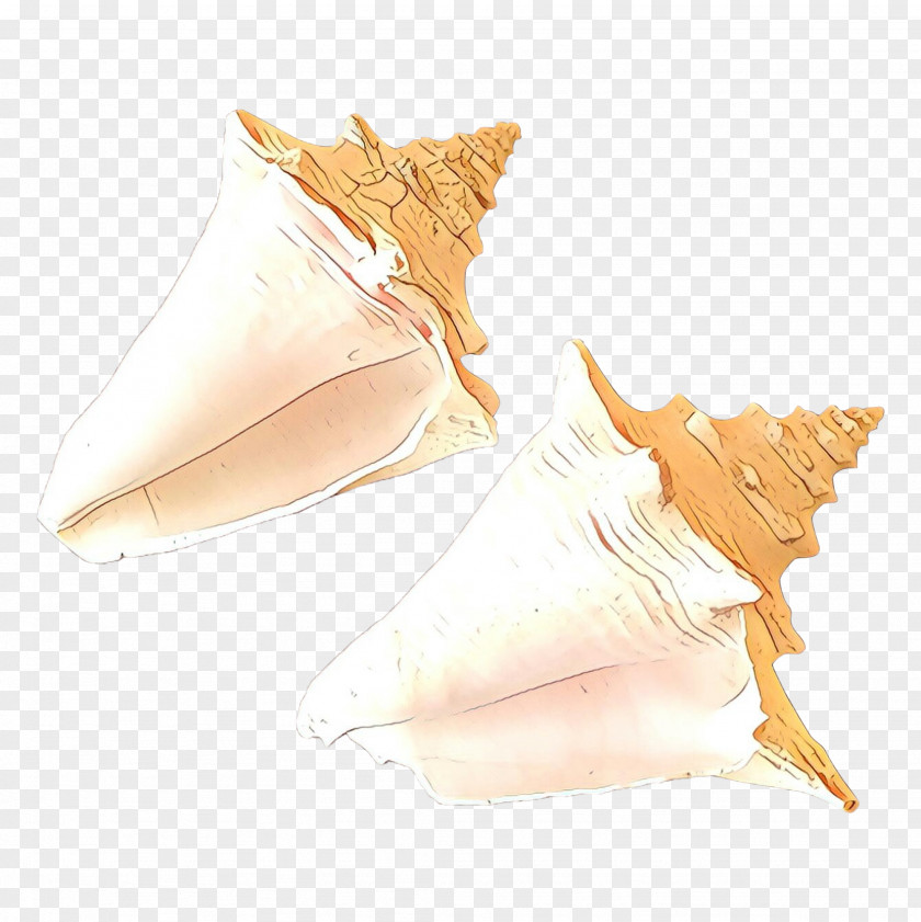 Drawing Shankha Seashell Conch PNG