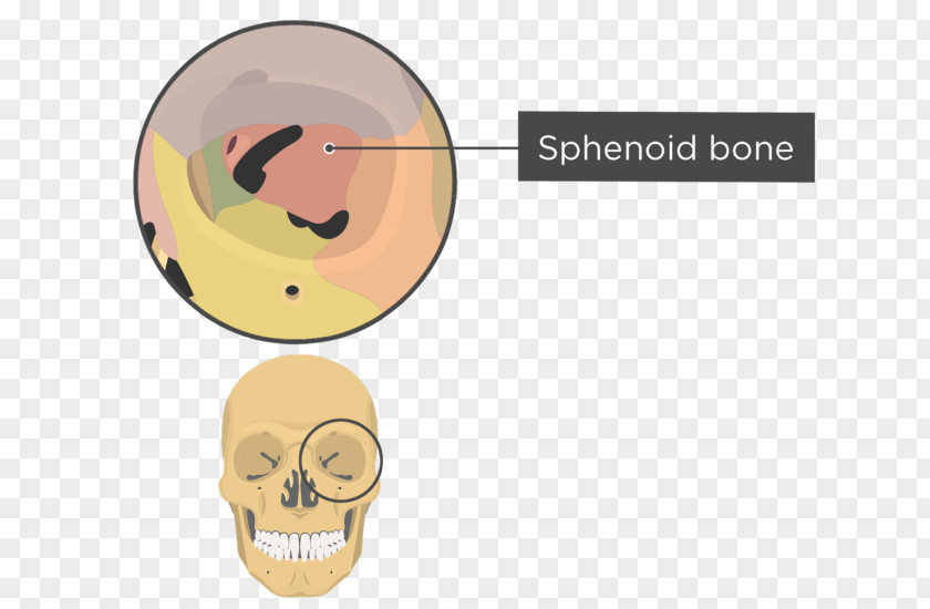 Skull And Bone Orbit Anatomy Sphenoid PNG