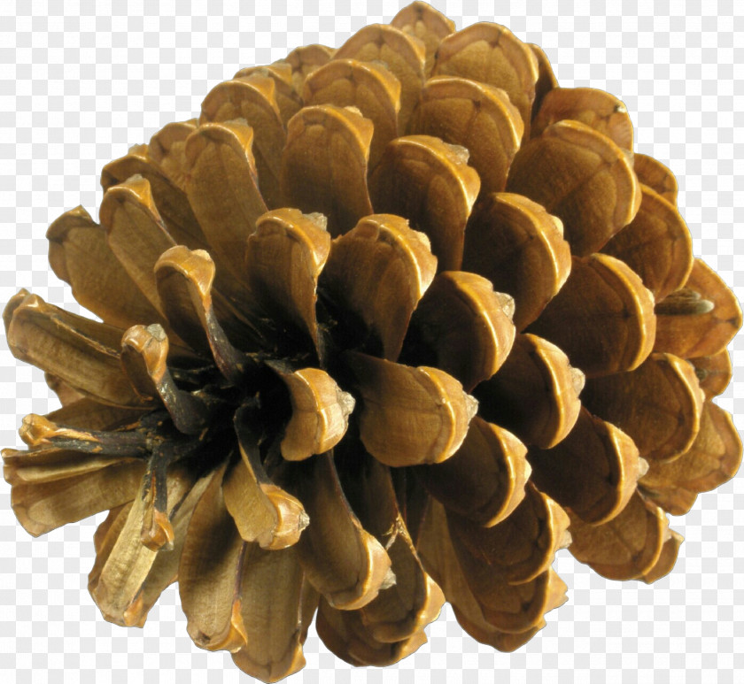 White Pine Conifer Sugar Cone Red Tree PNG