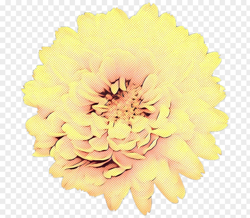 Chrysanthemum Transvaal Daisy Cut Flowers Dahlia PNG
