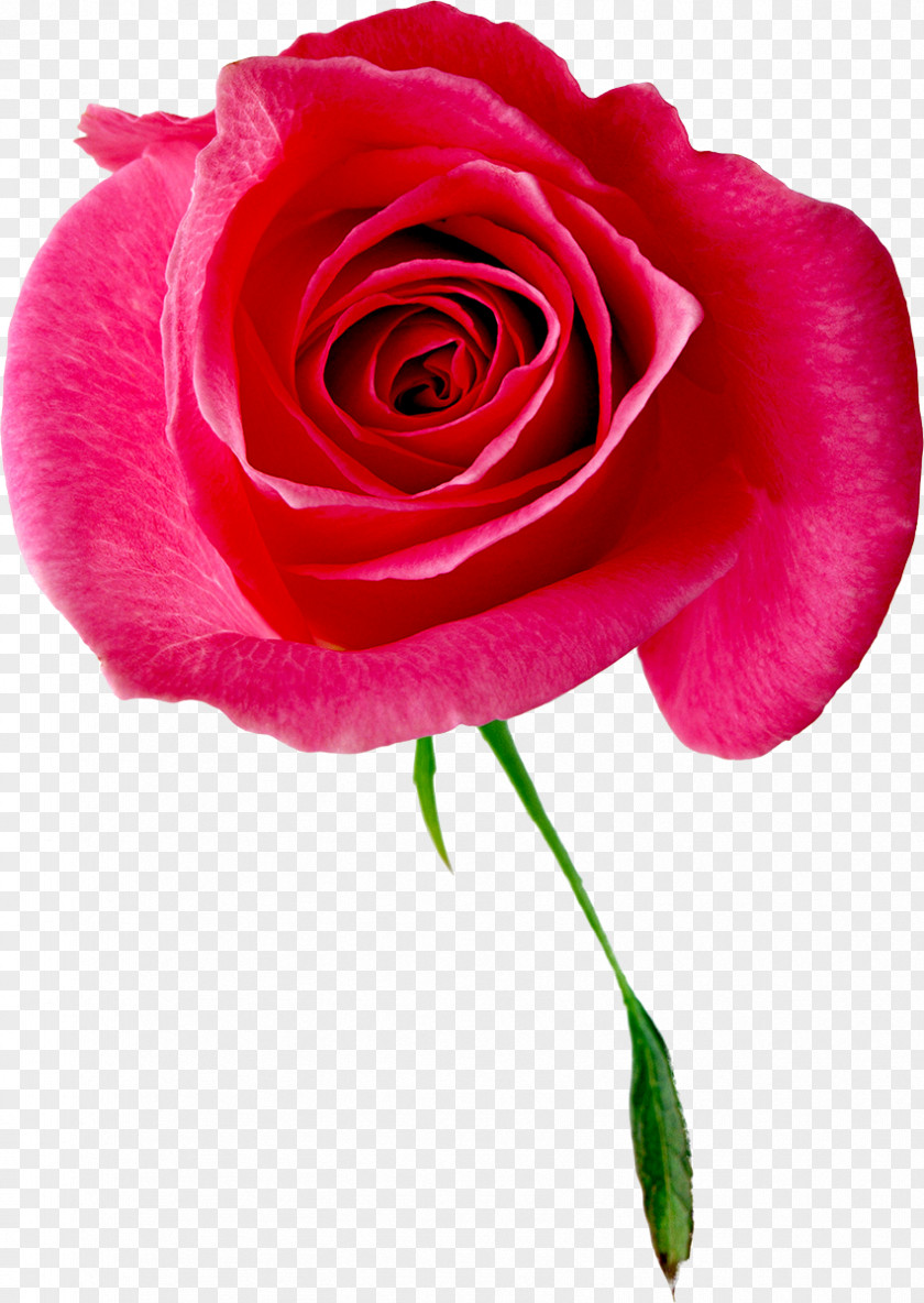 Flower Beach Rose Garden Roses Floral Design Cabbage Clip Art PNG