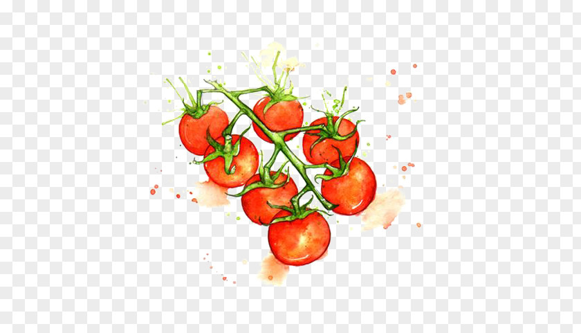 Hand Drawn Tomato Juice Cherry Watercolor Painting Vegetable Illustration PNG