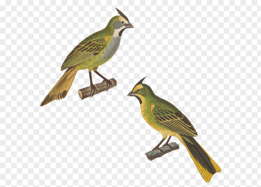 Horse Work Of Art Finches Bird PNG