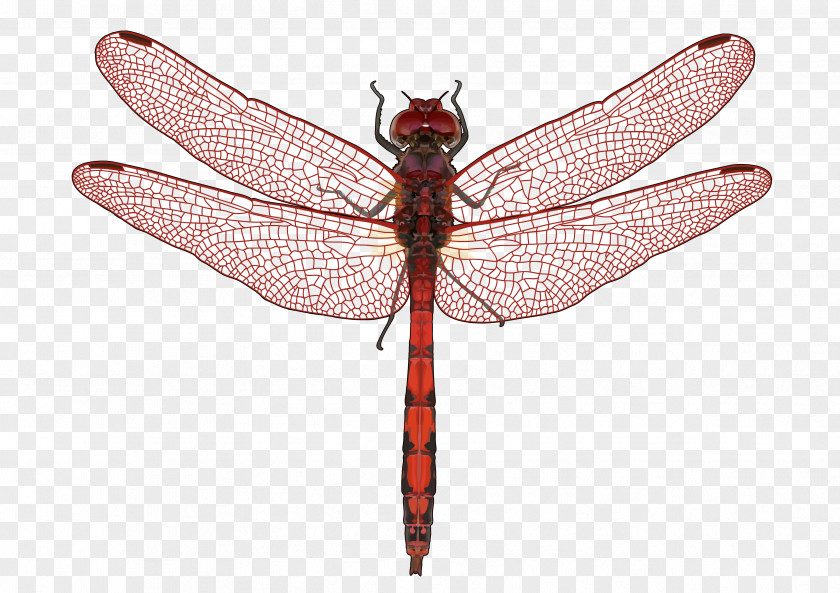 Libelula Butterfly Dragonfly Insect Wing Pest PNG